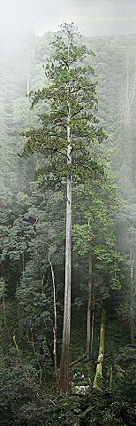 倚天劍神木海報The Heaven Sword Poster