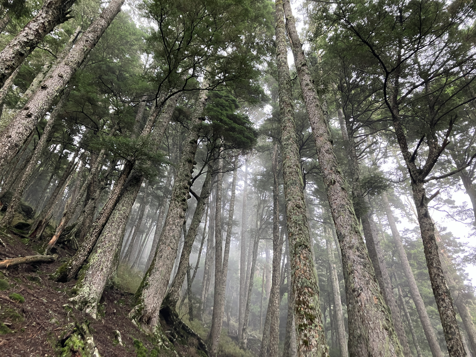 桃山神木2.0